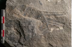 Foto (Detailansicht) von Cyatheites arborescens Schl. (NHMW-GEO-2024-0188-10889)